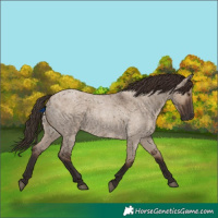 Horse Color:Liver Red Dun Roan Rabicano