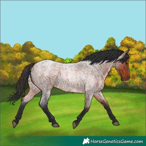 Horse Color:Bay Roan Rabicano