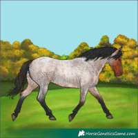 Horse Color:Bay Roan Rabicano 