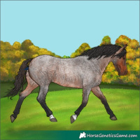 Horse Color:Bay Roan 