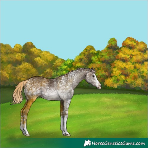 Horse Color:Silver Brown Ice Rabicano 
