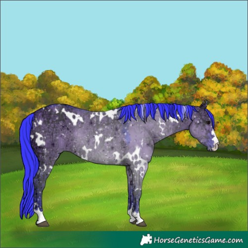 Horse Color:Watercolor White Spotted Grullo Ice Rabicano 