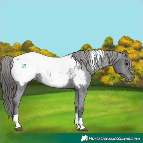 Horse Color:Black Tobiano Appaloosa