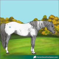 Horse Color:Black Tobiano Appaloosa