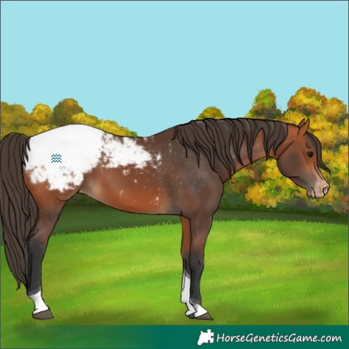 Horse Color:Bay Tobiano Appaloosa