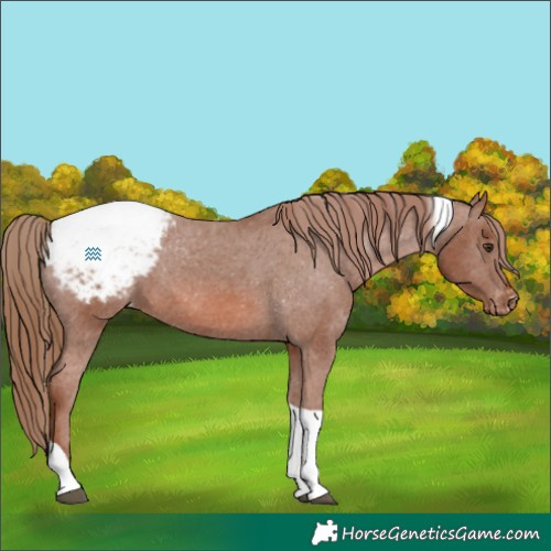 Horse Color:Chestnut Tobiano Snowcap