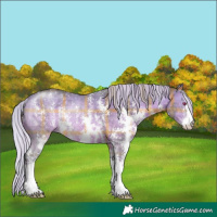 Horse Color:Plaid Silver Brown Chinchilla Sabino Rabicano