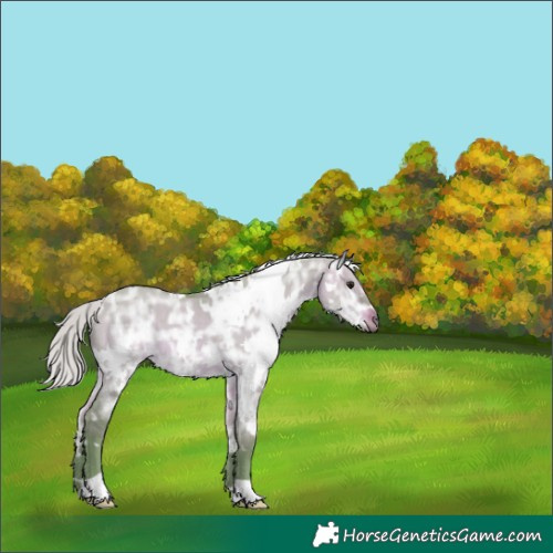 Horse Color:Watercolor White Spotted Silver Brown Ice Dun 