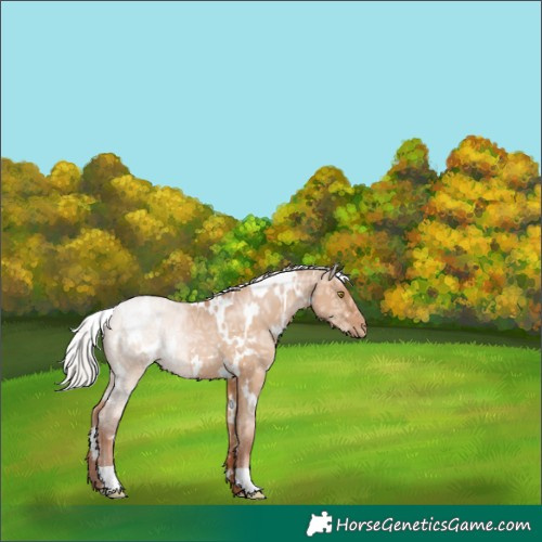 Horse Color:White Spotted Silver Brown Ice Pearl Dun 