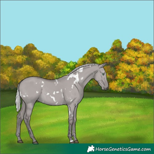 Horse Color:Platinum White Spotted Silver Smoky Grullo Rabicano 