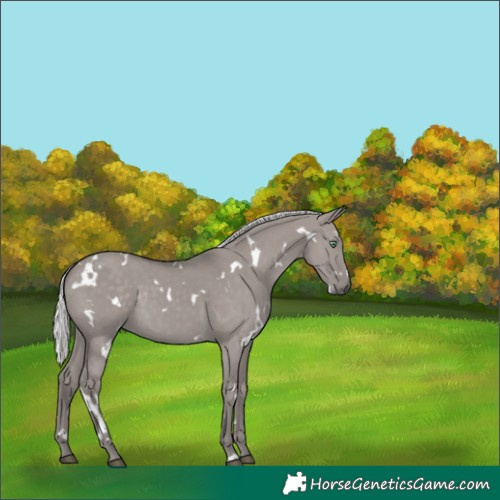 Horse Color:Platinum White Spotted Silver Smoky Grullo Rabicano 