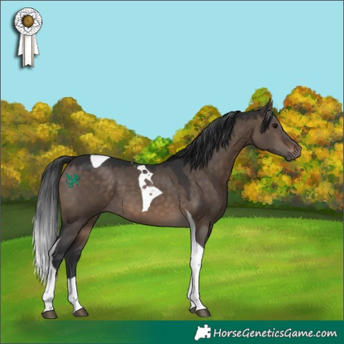 Horse Color:Brown Dun Tobiano 