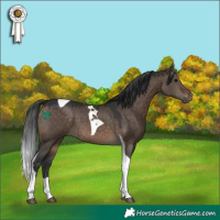 Horse Color:Brown Dun Tobiano