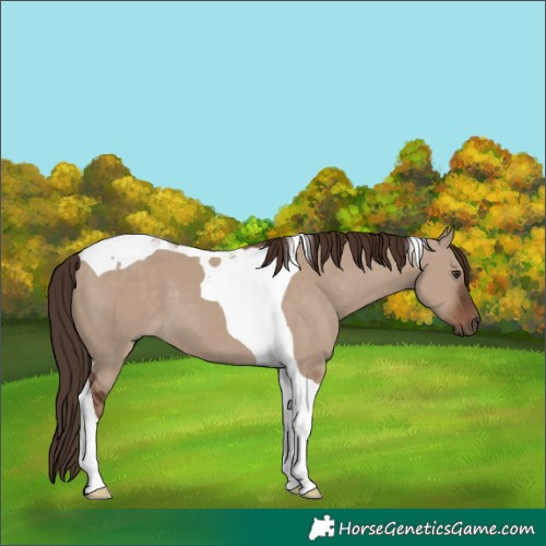 Horse Color:Liver Red Dun Tobiano