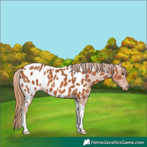 Horse Color:Chestnut Tobiano Near Leopard