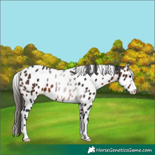 Horse Color:Brown Leopard