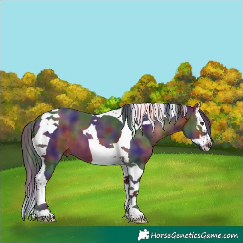 Horse Color:Nacre Brown Splash Tobiano 