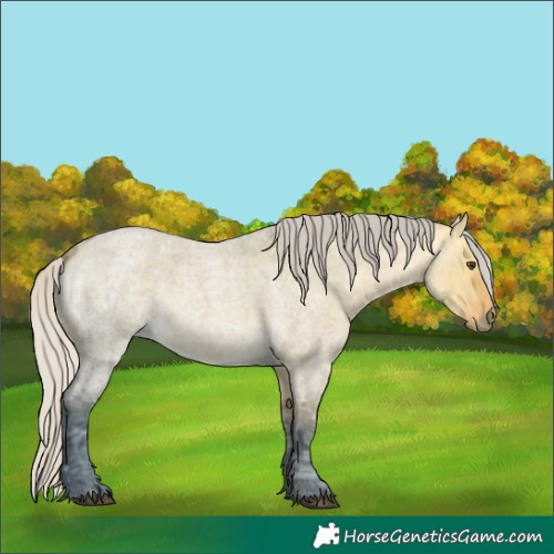 Horse Color:Silver Buckskin Ice Roan Dun 