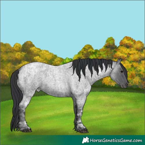 Horse Color:Blue Ice Roan 