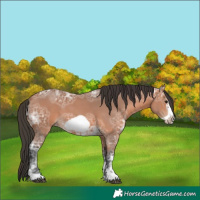 Horse Color:Bay Ice Sabino Frame 