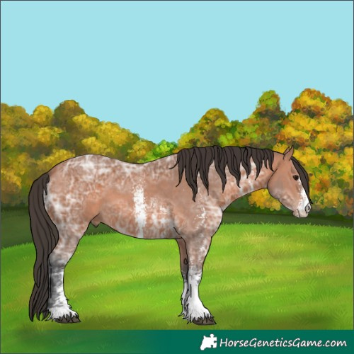 Horse Color:Bay Ice Sabino 