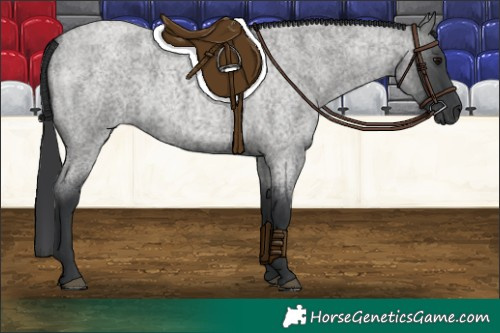 Horse Color:Blue Roan 