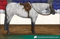 Horse Color:Blue Roan 