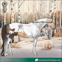 Horse Color:White Spotted Buckskin Tobiano Rabicano 