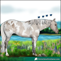 Horse Color:White Spotted Silver Brown Dun Appaloosa Rabicano 