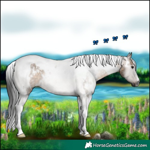 Horse Color:Gray White Spotted Brown Dun Tobiano