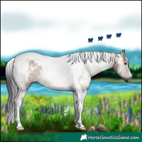 Horse Color:Gray White Spotted Brown Dun Tobiano 