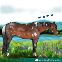 Horse Color:White Spotted Brown Tobiano Rabicano 