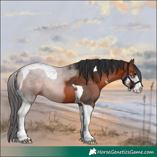 Horse Color:Bay Sabino Tobiano