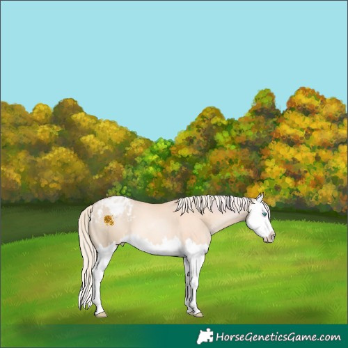 Horse Color:Chocolate Palomino Pearl Dun Splash Appaloosa 