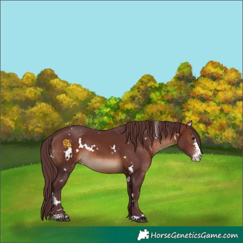 Horse Color:White Spotted Chocolate Brown Sabino Rabicano 