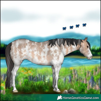 Horse Color:Brown Dun Sabino