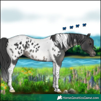 Horse Color:Black Tobiano Appaloosa 