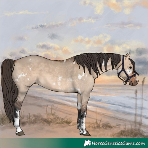 Horse Color:White Spotted Bay Dun Sabino