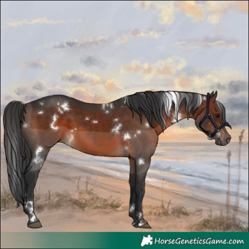 Horse Color:White Spotted Brown 