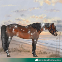 Horse Color:White Spotted Brown
