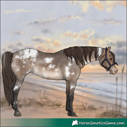 Horse Color:White Spotted Brown Dun Appaloosa 