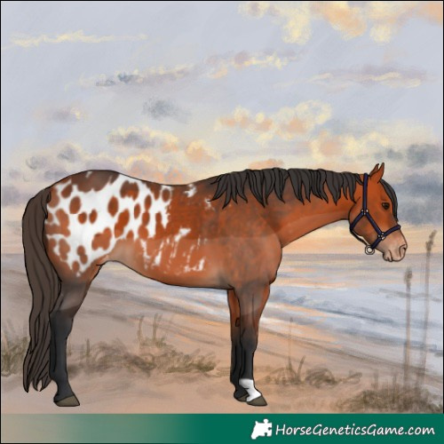 Horse Color:Bay Appaloosa