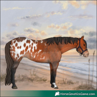 Horse Color:Bay Appaloosa 