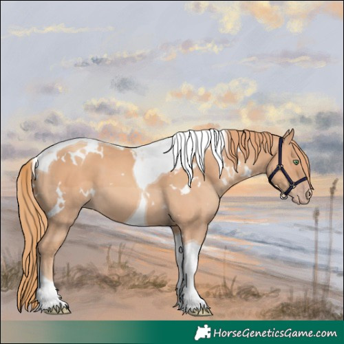 Horse Color:White Spotted Gold Champagne Tobiano
