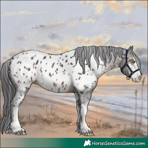Horse Color:White Spotted Brown Near Leopard