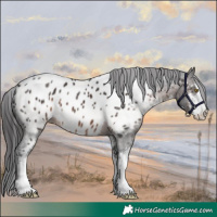Horse Color:White Spotted Brown Near Leopard 