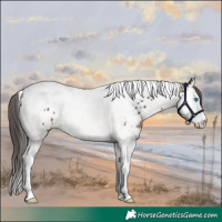 Horse Color:Brown Splash Tobiano Near Leopard 
