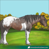 Horse Color:Brown Tobiano Appaloosa