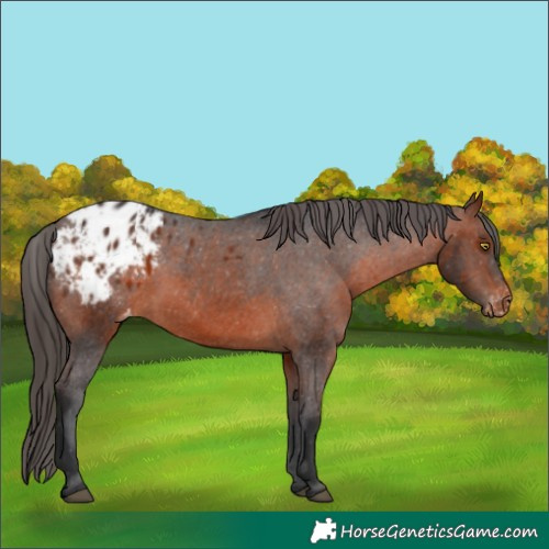Horse Color:Brown Appaloosa 