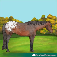 Horse Color:Brown Appaloosa 
